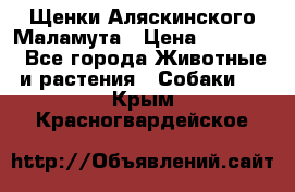 Щенки Аляскинского Маламута › Цена ­ 10 000 - Все города Животные и растения » Собаки   . Крым,Красногвардейское